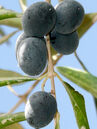 Olea europaea