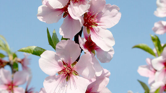 Prunus dulcis 'Rosella'