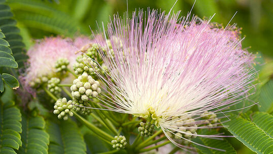 Die Mimose (Mimosa pudica) reagiert auf Berührung mit dem schnellen Zusammenklappen der Blätter. 