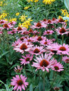 Echinacea purpurea