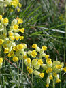Primula veris