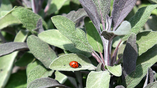 Salvia officinalis 'Purpurascens'