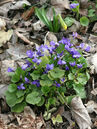 Viola odorata