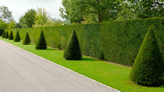 Taxus baccata