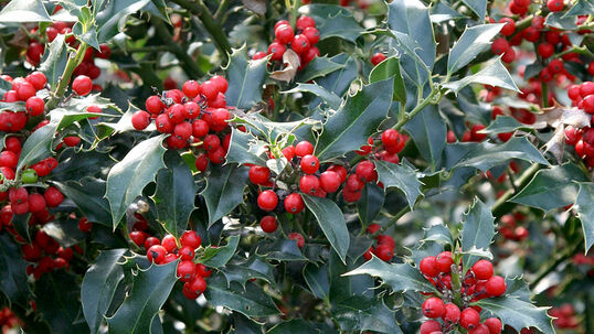 Immergrüne Pflanzen haben es im Winter nicht leicht. Insbesondere die Sonneneinstrahlung und die kalten Winde können die Blätter austrocknen. Darum haben einige Pflanzen, wie z.B. die Steckpalme (Ilex aquifolium) häufig lederartige, eher harte Blätter. 