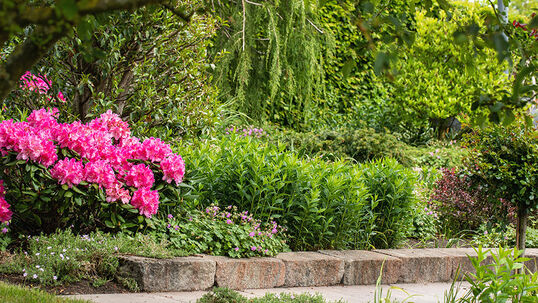 Jede Pflanze hat einen für sich optimalen Standort. Dieser ist abhängig von den Lichtbedürfnissen der Pflanze und ihren Anforderungen an den Boden.