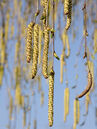 Betula pendula Foto © Fotolia