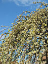 Salix caprea 'Kilmarnock' Foto © Fotolia
