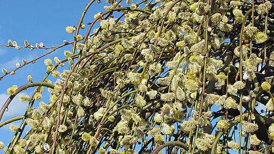 Salix caprea 'Kilmarnock' Foto © Fotolia