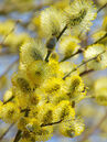 Salix caprea Foto © Fotolia