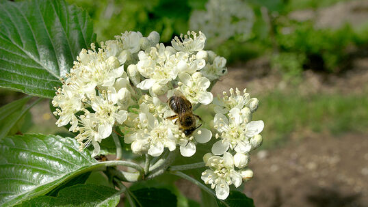 Der Mehlbeerbaum (Sorbus aria) kann seine Blätter nach dem Licht ausrichten, um die Fotosynthese zu optimieren. 