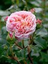 Abraham Darby® 