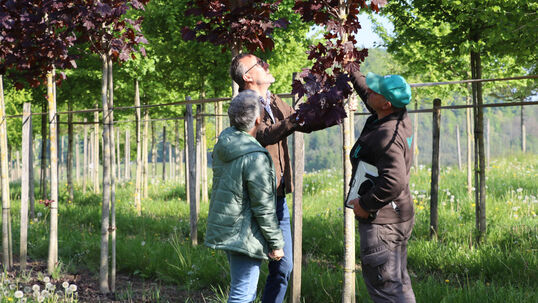 Solitärgehölze in der Baumschule selber auslesen.