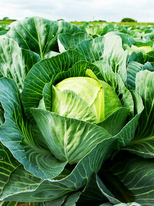 Die Kohlgewächse, hier im Bild Weisskohl, gehören zum Superfood.