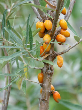 Sanddorn ist ein Fruchtgehölz. Die Beeren können vielfältig verwendet werden.