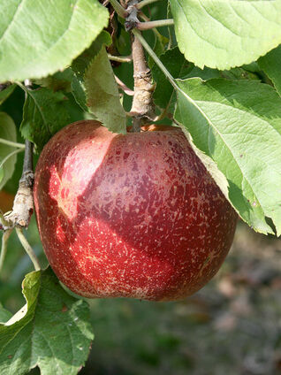 Auch ganz gewöhnliche Früchte, wie zum Beispiel der Apfel, haben Inhaltsstoffe, die ihn zum Superfood machen.
