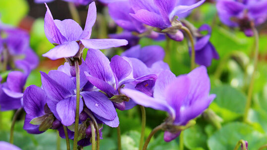 Dem Veilchen werden Bescheidenheit, Frühling, Hoffnung, Jesus Christus, Jungfräulichkeit, Liebe und das Paradies zugesprochen. 