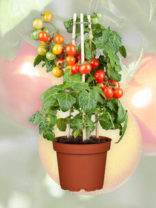 Tomaten sind sehr sonnenhungrig und mögen einen geschützten Standort mit nährstoffreichem, lockerem Boden.