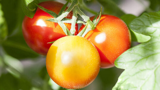 Tomaten sind sehr sonnenhungrig und mögen einen geschützten Standort mit nährstoffreichem, lockerem Boden.