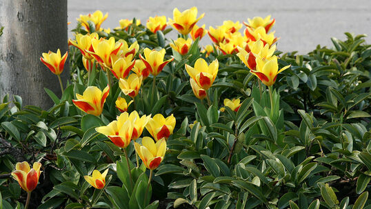 Tulpen sollten nie einzeln, sondern in kleinen bis grossen Gruppen gepflanzt werden. So kommen Sie ideal zur Geltung. 