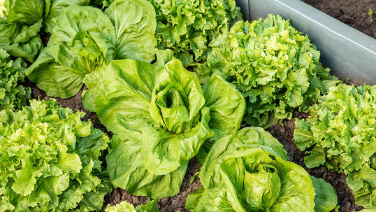 Urban Gardening beschreibt viele Unterarten von städtischem Gartenbau und ist sowohl auf dem eigenen Balkon als auch in sogenannten «Gemeinschaftsgärten» möglich.