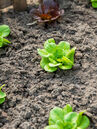 Im Vordergrund von Urban Gardening steht der Anbau von Gemüse und Obst für den eigenen Bedarf.