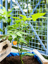 Grundlage für das Anbauen von Gemüse bei Ihnen zu Hause ist die Verwendung geeigneter Pflanzgefässe, welche mit normaler Gartenerde gefüllt werden.