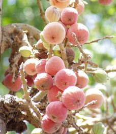 Früchte der Sykomore-Feige, seit Jahrtausenden in Ägypten kultiviert und durch Stecklinge vermehrt