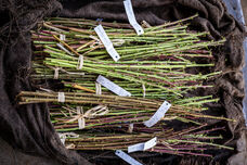 Nektarinen- und Pfirsichreiser bereit zum Veredeln