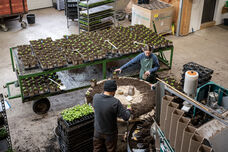 Topfarbeiten in unserer Pflanzenproduktion – Jungpflanzen werden für das weitere Wachstum vorbereitet