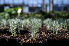 Vegetative Vermehrung von Rosmarin: frische Stecklinge im Gewächshaus