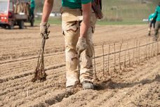 Bewurzelte Obst-Stecklinge werden in unserer Baumschule aufgeschult