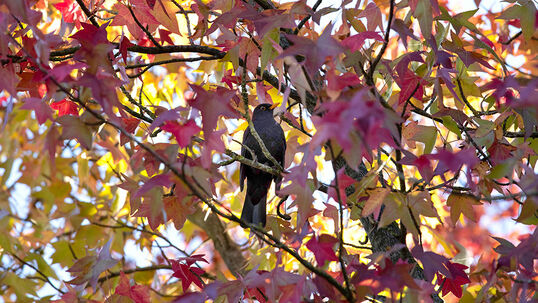 Im Herbst und Winter gestaltet sich die Nahrungssuche für Vögel schwerer – wir haben Ihnen Tipps für ein besseres Füttern zusammengestellt.