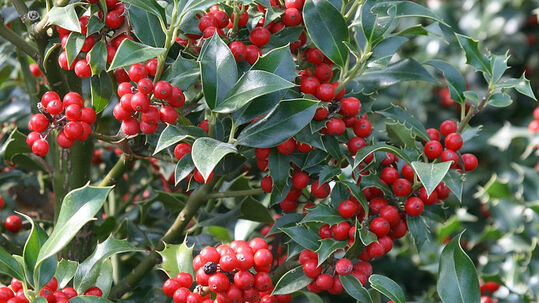 Die Stechpalme (Ilex aquifolium 'Alaska') trumpft mit dem roten Beerenschmuck und mit den glänzenden, immergrünen Blättern auf. 