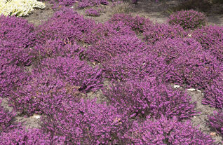 Erica carnea Challenger (PP)