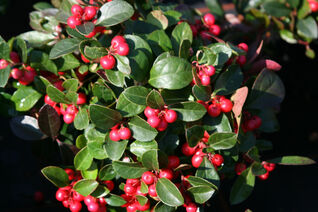 Gaultheria procumbens