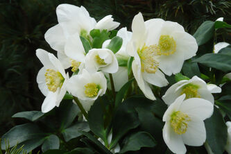 Helleborus niger