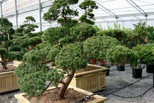 Taxus baccata