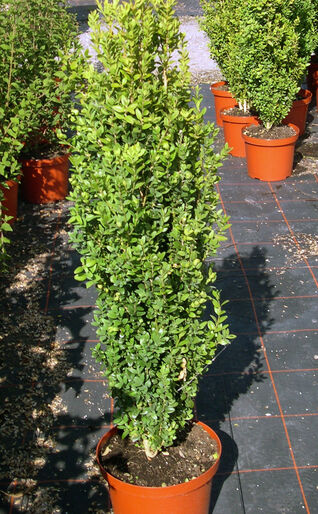 Buxus sempervirens Graham Blandy