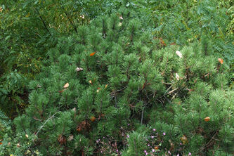 Pinus mugo