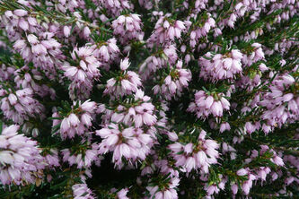 Erica carnea Kramers Rosa