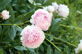Paeonia officinalis Alba Plena