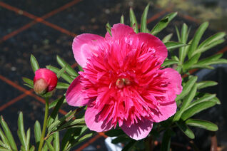 Paeonia officinalis Rosea Plena