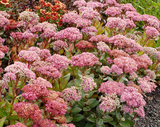 Sedum Beach Party
