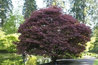 Acer palmatum Atropurpureum