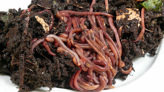 Der Kompostwurm (Eisenia foetida) ernährt sich von organischem Material, welches er frisst und verdaut. Daraus entsteht wertvolle Wurmerde, die als Bio-Dünger im Garten, auf dem Balkon und der Terrasse eingesetzt werden kann. 