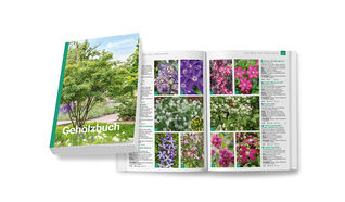 Das neue Hauenstein Gehölzbuch