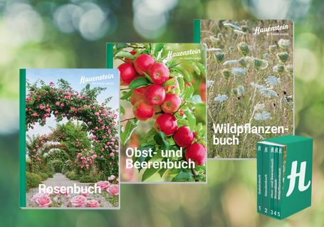 Blumenzwiebeln im Online-Shop