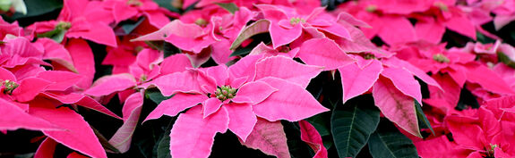 Hauenstein Stadt-Gartencenter Zürich