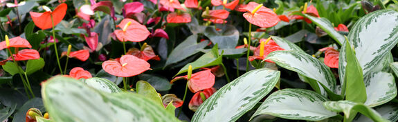 Hauenstein Gartencenter Rafz